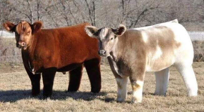 복슬복슬 소.jpg