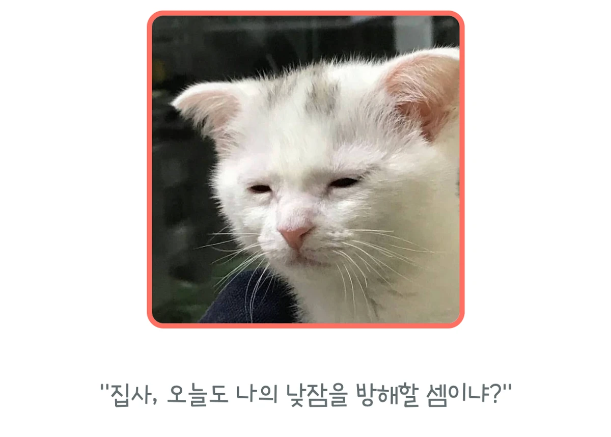 MeowTalk 스크린샷 2