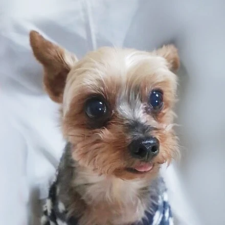 Yorkie 로고